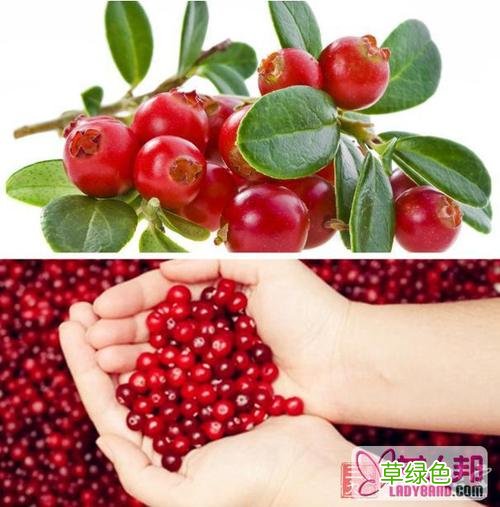 蔓越莓的功效 蔓越莓的营养价值