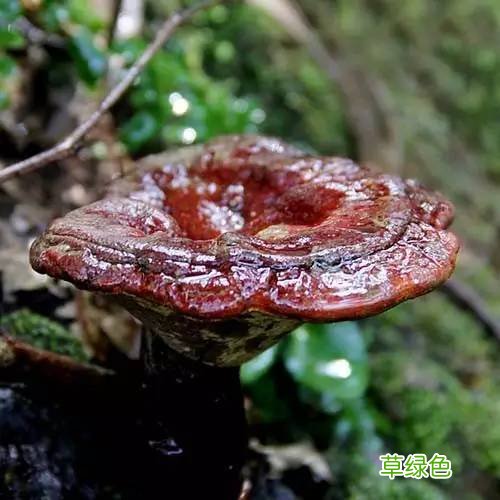 人流术后可以吃灵芝吗 人流后能吃灵芝吗