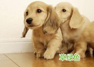 梦见狗是什么意思 梦见狗是什么预兆
