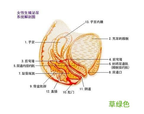 女人尿道口疼什么原因导致 女人尿道口的图片