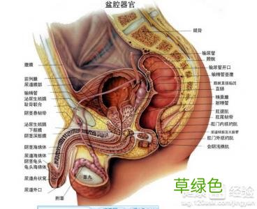前列腺按摩方法和步骤 前列腺按摩方法