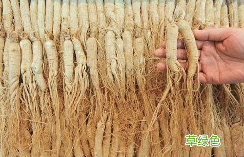 人参的功效与作用吃法 人参的功效与作用