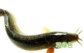 泥鳅的营养价值和功效与禁忌 泥鳅的营养价值