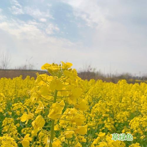 油菜花在哪开 去哪看油菜花