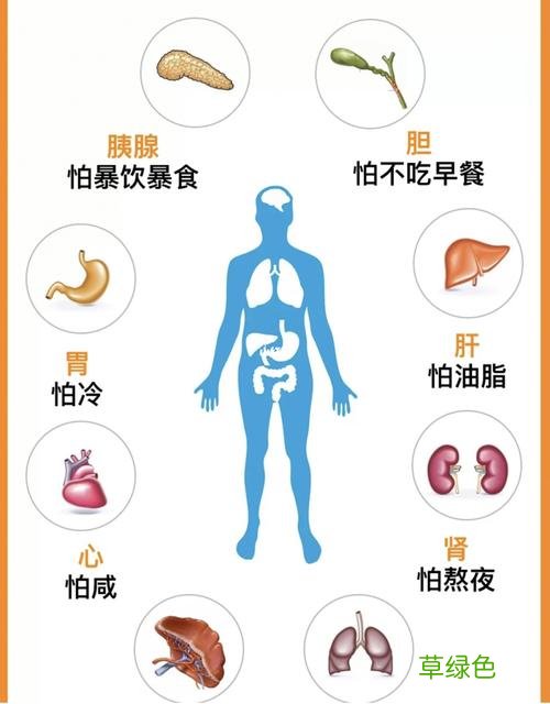 在人的五官中哪个器官最怕冷 哪个器官最怕冷