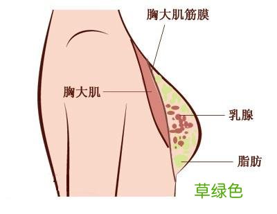 如何让胸自然变大又变挺 如何让胸自然变大