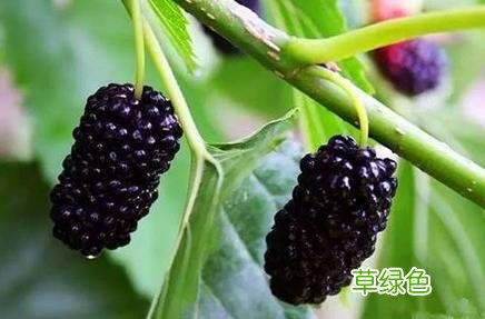 桑葚干泡水喝的功效 桑果的功效与作用