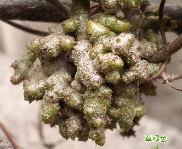 三七花的功效与作用及食用方法 三七花的功效