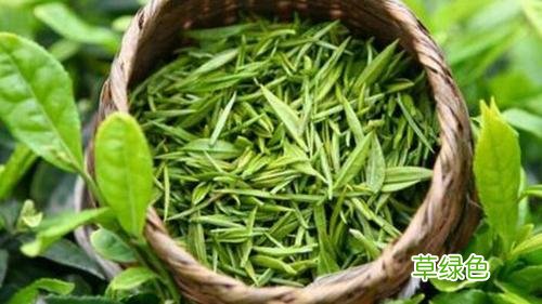苹果绿养生网药材 苹果绿养生网