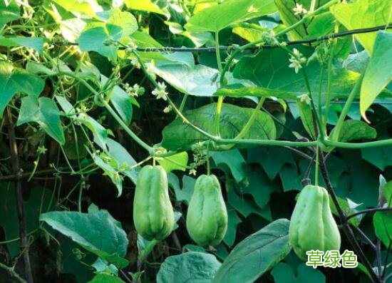 苹果绿养生网药材 苹果绿养生网