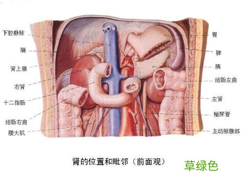 人体内脏图形结构 人体内脏图