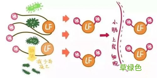 乳铁蛋白的作用与功效5岁宝宝能不能吃 乳铁蛋白的作用