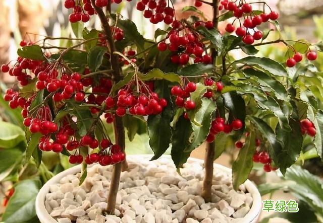 20种家庭观果植物，色彩艳丽、形态奇特、着果丰富，您见过几种？ 果子的名字