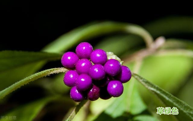 20种家庭观果植物，色彩艳丽、形态奇特、着果丰富，您见过几种？ 果子的名字