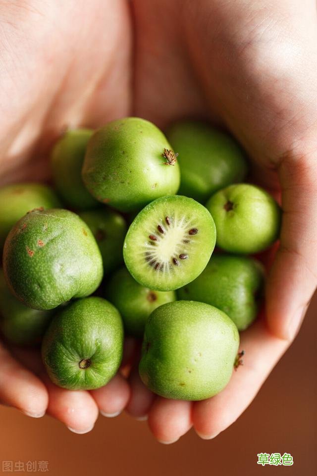 20种家庭观果植物，色彩艳丽、形态奇特、着果丰富，您见过几种？ 果子的名字