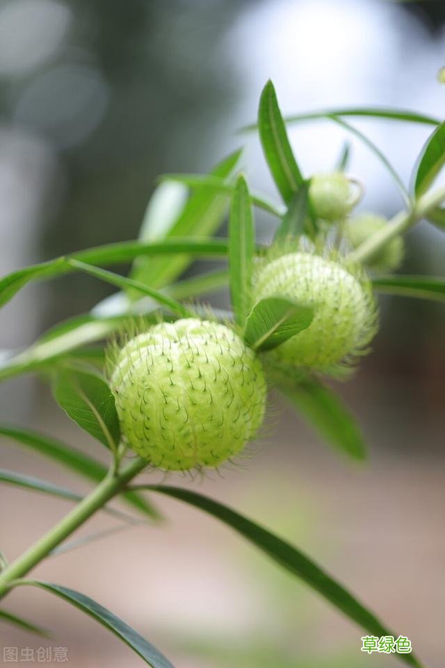 20种家庭观果植物，色彩艳丽、形态奇特、着果丰富，您见过几种？ 果子的名字