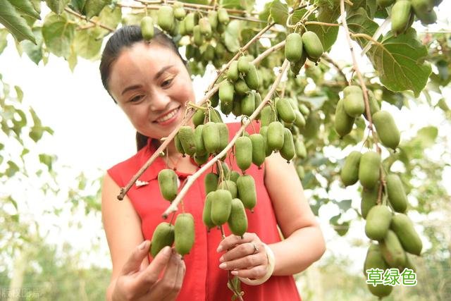 20种家庭观果植物，色彩艳丽、形态奇特、着果丰富，您见过几种？ 果子的名字