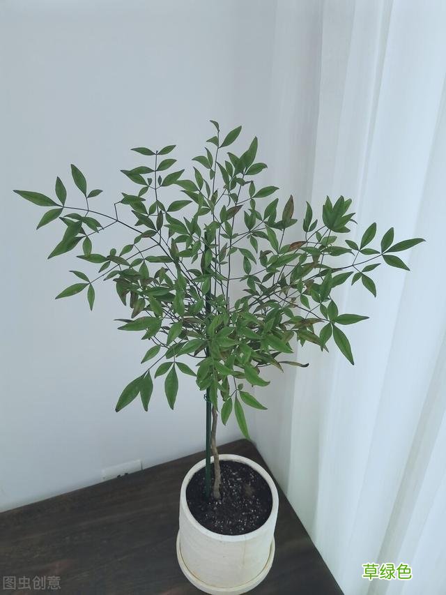 20种家庭观果植物，色彩艳丽、形态奇特、着果丰富，您见过几种？ 果子的名字