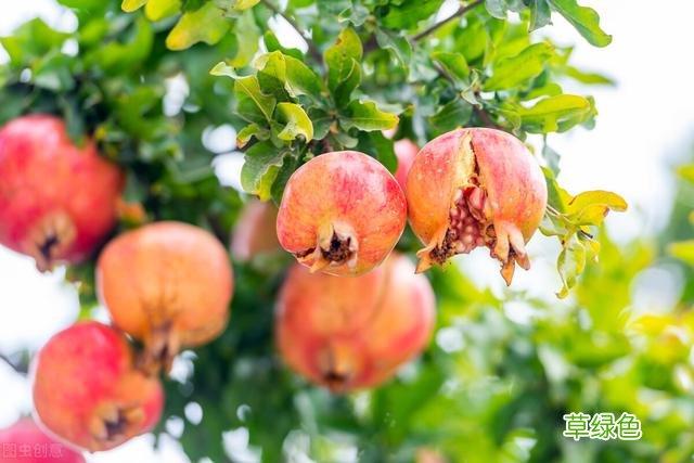20种家庭观果植物，色彩艳丽、形态奇特、着果丰富，您见过几种？ 果子的名字