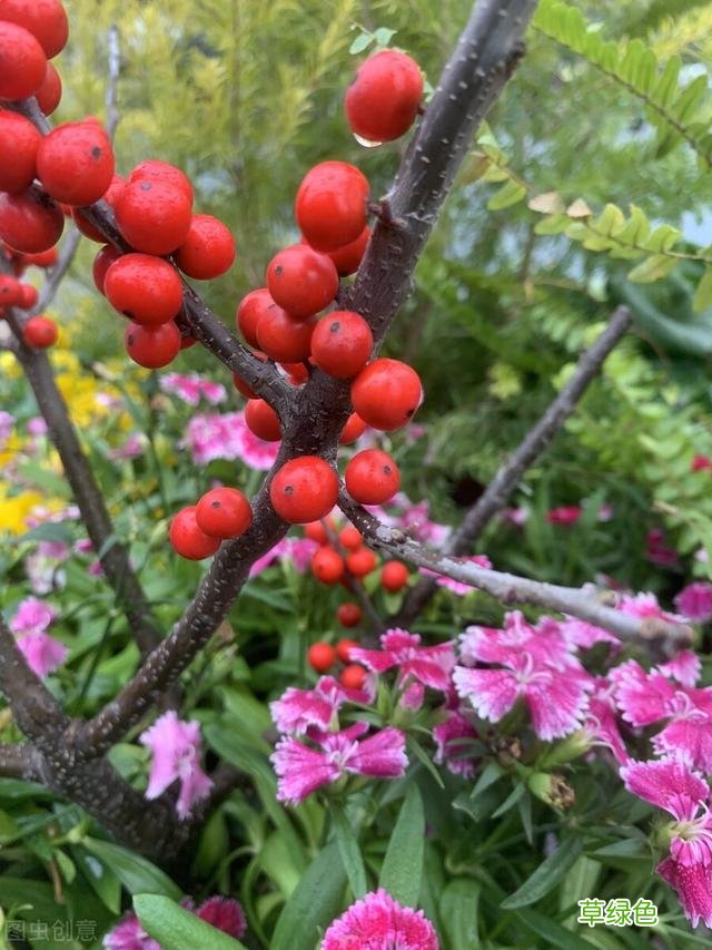 20种家庭观果植物，色彩艳丽、形态奇特、着果丰富，您见过几种？ 果子的名字
