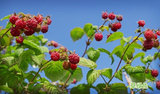 20种家庭观果植物，色彩艳丽、形态奇特、着果丰富，您见过几种？ 果子的名字