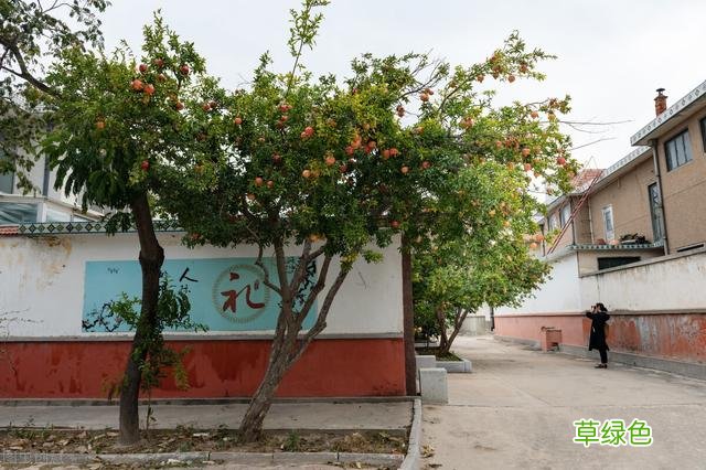 20种家庭观果植物，色彩艳丽、形态奇特、着果丰富，您见过几种？ 果子的名字