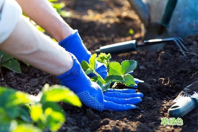 20种家庭观果植物，色彩艳丽、形态奇特、着果丰富，您见过几种？ 果子的名字