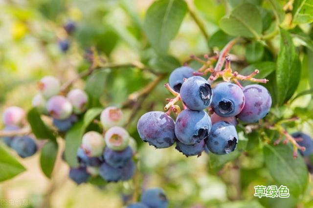 20种家庭观果植物，色彩艳丽、形态奇特、着果丰富，您见过几种？ 果子的名字