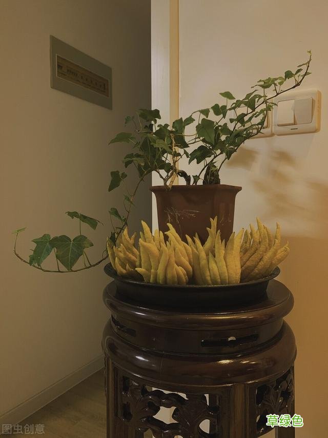 20种家庭观果植物，色彩艳丽、形态奇特、着果丰富，您见过几种？ 果子的名字