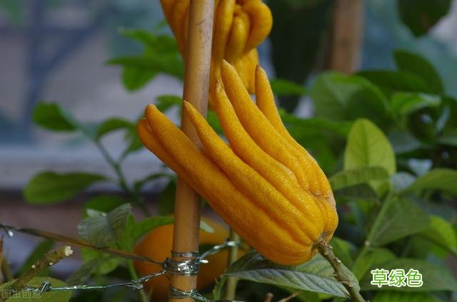20种家庭观果植物，色彩艳丽、形态奇特、着果丰富，您见过几种？ 果子的名字