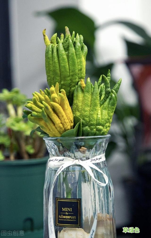 20种家庭观果植物，色彩艳丽、形态奇特、着果丰富，您见过几种？ 果子的名字