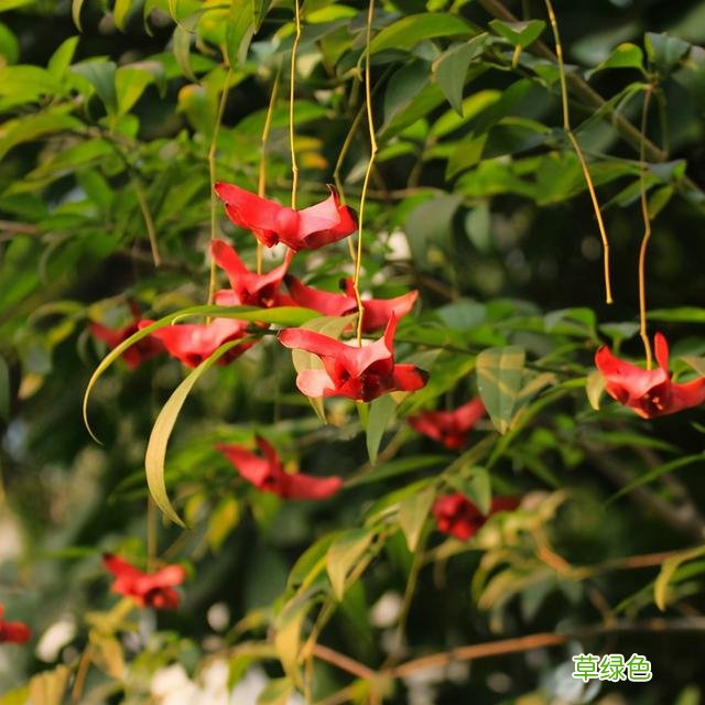 20种家庭观果植物，色彩艳丽、形态奇特、着果丰富，您见过几种？ 果子的名字