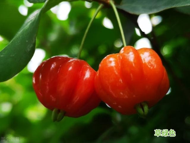 20种家庭观果植物，色彩艳丽、形态奇特、着果丰富，您见过几种？ 果子的名字