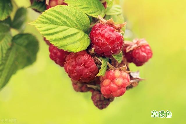 20种家庭观果植物，色彩艳丽、形态奇特、着果丰富，您见过几种？ 果子的名字
