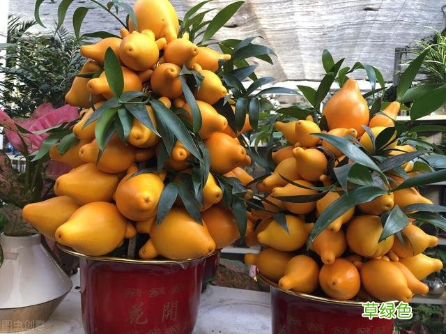 20种家庭观果植物，色彩艳丽、形态奇特、着果丰富，您见过几种？ 果子的名字