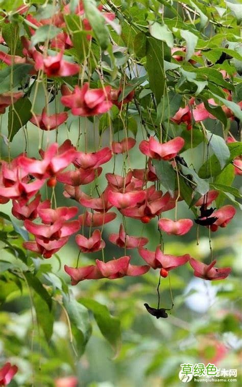 20种家庭观果植物，色彩艳丽、形态奇特、着果丰富，您见过几种？ 果子的名字
