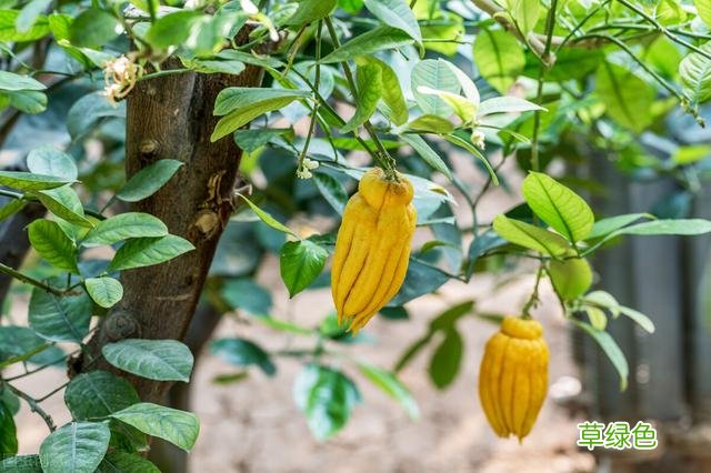 20种家庭观果植物，色彩艳丽、形态奇特、着果丰富，您见过几种？ 果子的名字