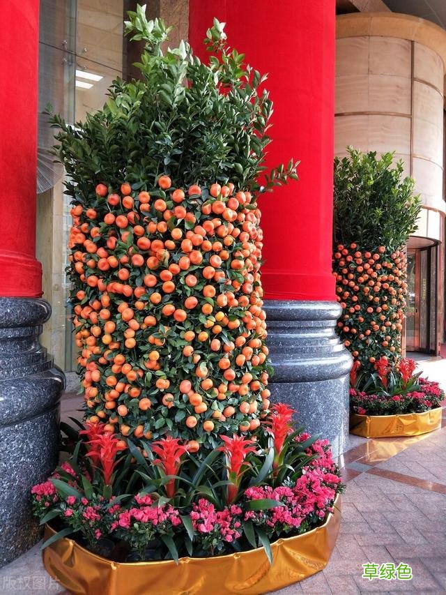 20种家庭观果植物，色彩艳丽、形态奇特、着果丰富，您见过几种？ 果子的名字