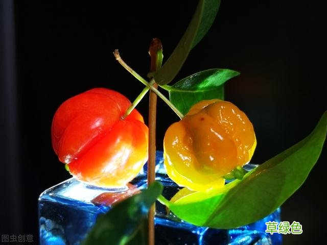 20种家庭观果植物，色彩艳丽、形态奇特、着果丰富，您见过几种？ 果子的名字