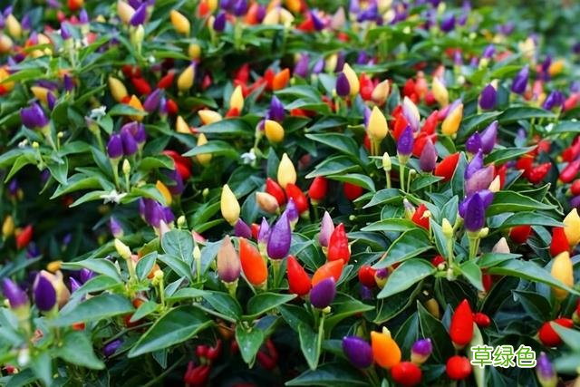 20种家庭观果植物，色彩艳丽、形态奇特、着果丰富，您见过几种？ 果子的名字