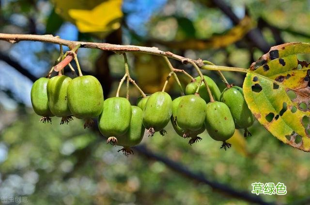 20种家庭观果植物，色彩艳丽、形态奇特、着果丰富，您见过几种？ 果子的名字