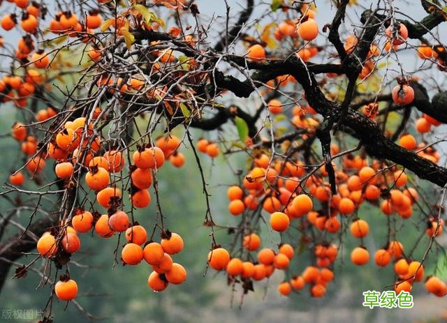 20种家庭观果植物，色彩艳丽、形态奇特、着果丰富，您见过几种？ 果子的名字
