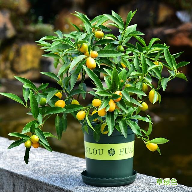 20种家庭观果植物，色彩艳丽、形态奇特、着果丰富，您见过几种？ 果子的名字