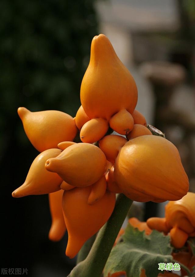 20种家庭观果植物，色彩艳丽、形态奇特、着果丰富，您见过几种？ 果子的名字