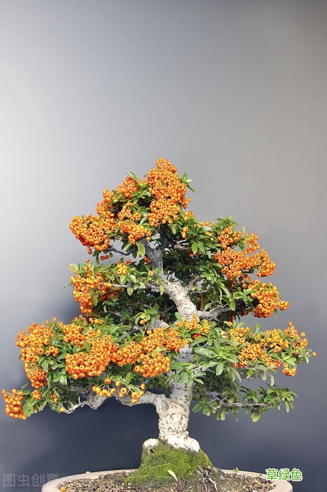 20种家庭观果植物，色彩艳丽、形态奇特、着果丰富，您见过几种？ 果子的名字