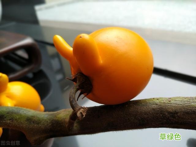 20种家庭观果植物，色彩艳丽、形态奇特、着果丰富，您见过几种？ 果子的名字