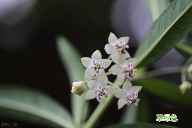 20种家庭观果植物，色彩艳丽、形态奇特、着果丰富，您见过几种？ 果子的名字