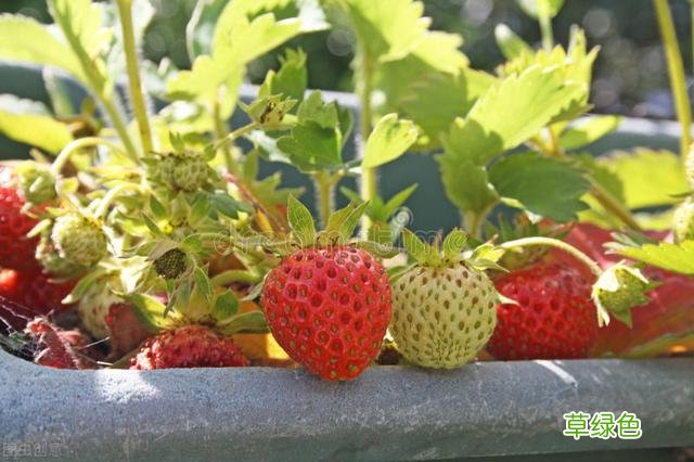 20种家庭观果植物，色彩艳丽、形态奇特、着果丰富，您见过几种？ 果子的名字