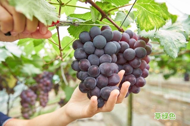 20种家庭观果植物，色彩艳丽、形态奇特、着果丰富，您见过几种？ 果子的名字