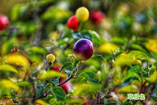 20种家庭观果植物，色彩艳丽、形态奇特、着果丰富，您见过几种？ 果子的名字